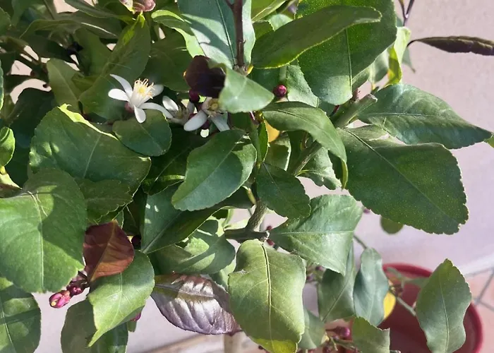 Frühstückspension Les Hauts De Barrou D'hotes 3*